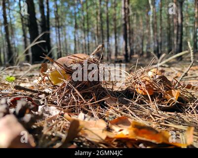 Cresce il fungo CEP e il piccolo boleto edulis. Porcini reali cibo in natura. Boleto che cresce in legno selvatico Foto Stock