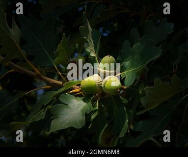 Ramoscello di quercia con foglie e ghiande verdi, quercia nella foresta. Foto Stock