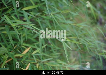 Erba di bambù (rumput bambu, genere Lophatherum) con sfondo naturale Foto Stock