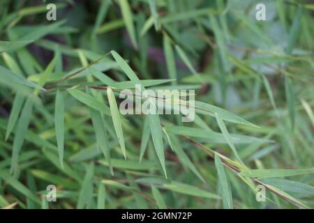 Erba di bambù (rumput bambu, genere Lophatherum) con sfondo naturale Foto Stock