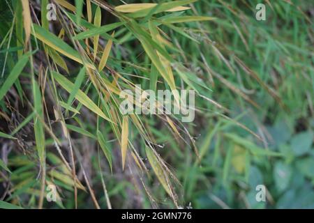 Erba di bambù (rumput bambu, genere Lophatherum) con sfondo naturale Foto Stock