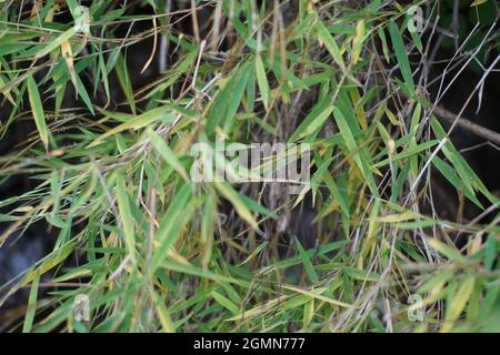 Erba di bambù (rumput bambu, genere Lophatherum) con sfondo naturale Foto Stock