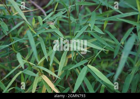 Erba di bambù (rumput bambu, genere Lophatherum) con sfondo naturale Foto Stock