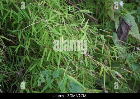 Erba di bambù (rumput bambu, genere Lophatherum) con sfondo naturale Foto Stock