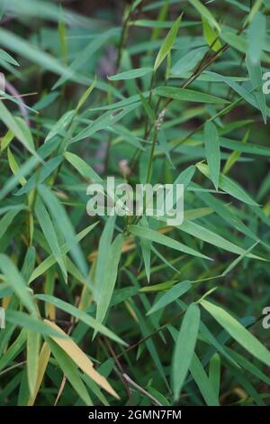 Erba di bambù (rumput bambu, genere Lophatherum) con sfondo naturale Foto Stock