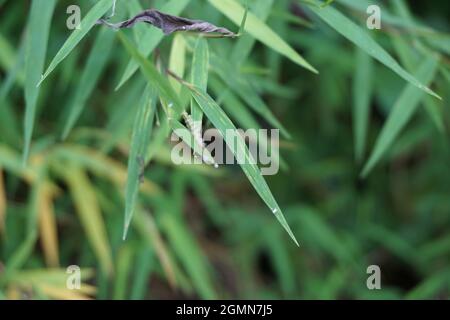 Erba di bambù (rumput bambu, genere Lophatherum) con sfondo naturale Foto Stock