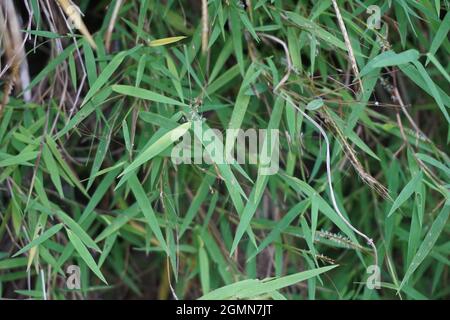 Erba di bambù (rumput bambu, genere Lophatherum) con sfondo naturale Foto Stock