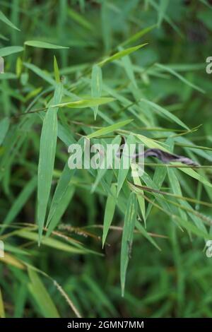 Erba di bambù (rumput bambu, genere Lophatherum) con sfondo naturale Foto Stock