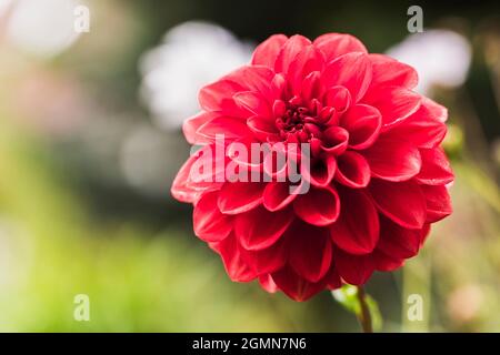 georgina (Dahlia spec.), testa di fiore rossa, Germania, Meclemburgo-Pomerania occidentale Foto Stock