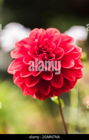 georgina (Dahlia spec.), testa di fiore rossa, Germania, Meclemburgo-Pomerania occidentale Foto Stock