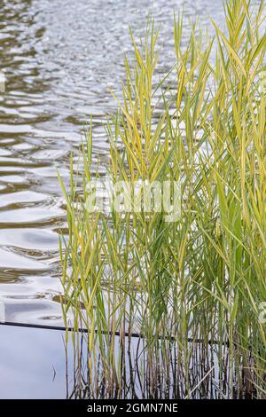 Erba lamellare, canne comune (Phragmites australis 'Variegatus', Phragmites australis Variegatus, Phragmites communis), cultivar Variegatus Foto Stock