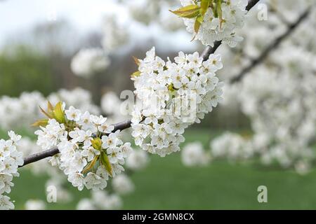 Ciliegio, ciliegio dolce (Prunus avium), ramoscello di ciliegio in fiore, Germania Foto Stock