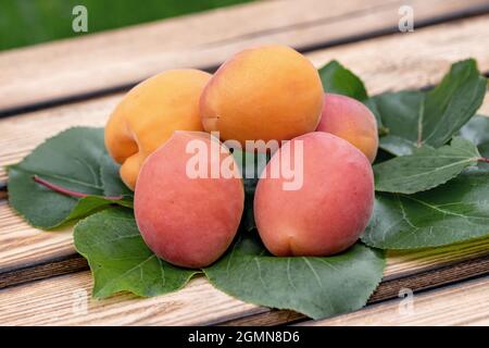 Albicocca (Prunus armeniaca 'Farbaly', Prunus armeniaca Farbaly), albicocche di Farbaly cultivar Foto Stock