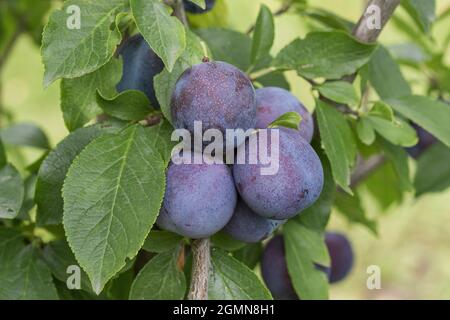 Prugne europee (Prunus domestica 'Anna Spaeth', Prunus domestica Anna Spaeth), prugne su un ramoscello, cultivar Anna Spaeth Foto Stock