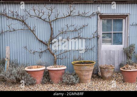 Albicocca (Prunus armeniaca), come frutta espalier in una pentola Foto Stock