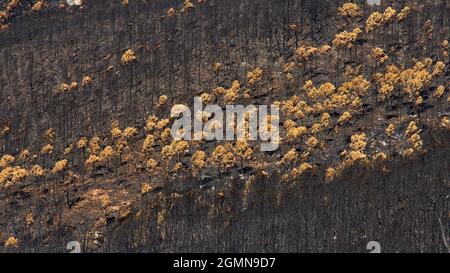 Fuoco a Jubrique, al confine con Sierra Bermeja nella Valle Genal, Malaga. Andalusia, Spagna. Settembre 2021 Foto Stock