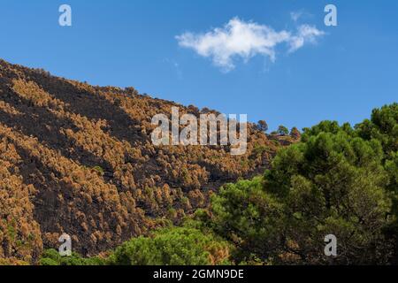 Fuoco a Jubrique, al confine con Sierra Bermeja nella Valle Genal, Malaga. Andalusia, Spagna. Settembre 2021 Foto Stock