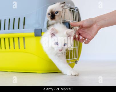 Ragdoll gatti all'interno trasportando Foto Stock