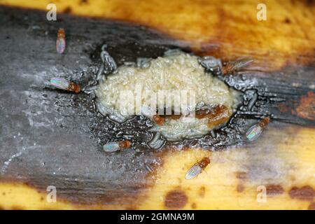 Un sacco di larve - maggot e adulto morto di mosca comune di frutta o aceto mosca - Drosophila melanogaster. È una specie di mosca della famiglia Drosophilid Foto Stock