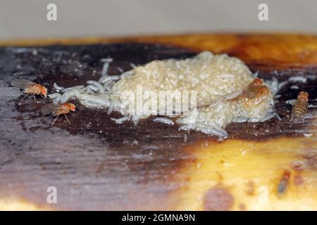 Un sacco di larve - maggot e adulto morto di mosca comune di frutta o aceto mosca - Drosophila melanogaster. È una specie di mosca della famiglia Drosophilid Foto Stock