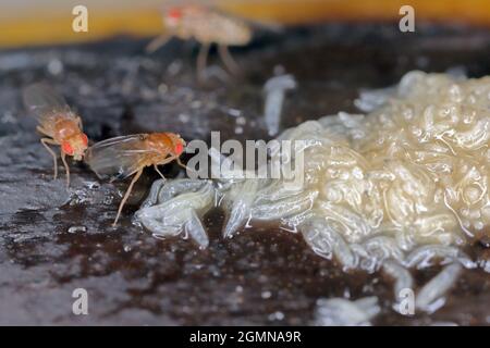 Un sacco di larve - maggot e adulto morto di mosca comune di frutta o aceto mosca - Drosophila melanogaster. È una specie di mosca della famiglia Drosophilid Foto Stock