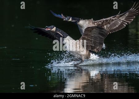 Due onesti Canada Geese sbarcano rumorosamente su un lago nel Kent Foto Stock