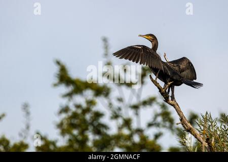 Un Cormorant adulto asciuga le sue ali mentre arroccato precario sul tosse di un albero a Sevenoaks Wildlife Reserve Foto Stock