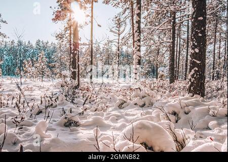 La pianta germogli da sotto la neve. Nella foresta invernale, la primavera sta gradualmente arrivando. Piante germoglianti formano sfere whimsical sul terreno. Foto Stock