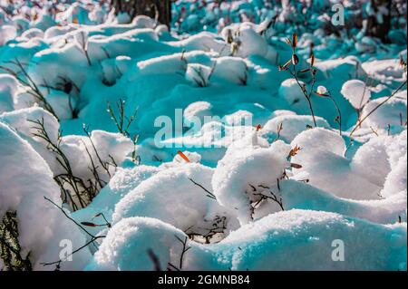 La pianta germogli da sotto la neve. Nella foresta invernale, la primavera sta gradualmente arrivando. Piante germoglianti formano sfere whimsical sul terreno. Foto Stock