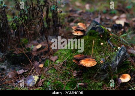 Defocus gruppo di funghi munghini, Suillus luteus, tra erba secca e foglie. Suillus luteos fungo che cresce nella foresta verde su ceppo mossi. Bo Foto Stock