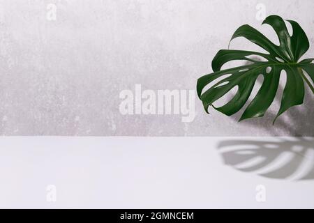 Foglia di Monstera con ombra su fondo di cemento grigio e bianco. Sfondo di Monstera. Estate natura spa moda concetto. Spazio copia Foto Stock