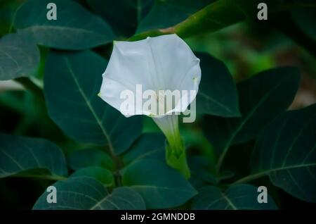 Fuoco selettivo sul FIORE DI DATURA con foglie verdi e isolato con sfondo verde sfocato nel parco. Datura fiori ordinario primo piano molto delicato Foto Stock