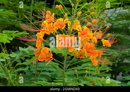 FUOCO SELETTIVO SUI BEI FIORI DI PAVONE ROSSI E GIALLI CON GERMOGLI E FOGLIE VERDI E SFONDO VERDE SFOCATO NELLA LUCE NATURALE DEL MATTINO. Foto Stock