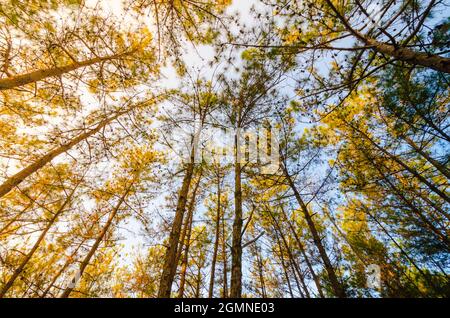 Una vista dall'occhio del verme del baldacchino dei pini nella foresta riservata di Itshyrwat a Shillong, Meghalaya, India. Foto Stock