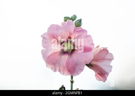 Fiore di hollyhock rosa con sfondo bianco Foto Stock