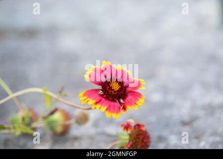 Fiore giallo e rosa della coperta indiana con sfondo grigio Foto Stock