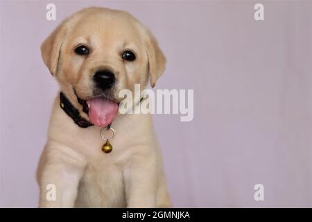Cucciolo di Labrador con lingue fuori, cucciolo di laboratorio carino Foto Stock