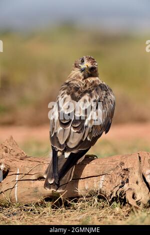 Avviato Eagle - Hieraaetus pennatus Foto Stock