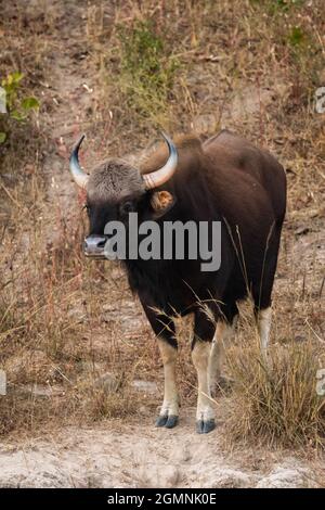 Gaur o Bison indiano o bos gaurus testa sul ritratto alla foresta dell'india Foto Stock