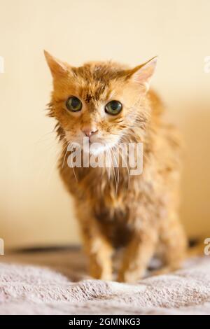 Il gatto vecchio dello zenzero viene lavato dopo aver fatto un bagno. Foto Stock