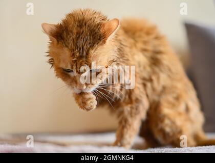 Il gatto vecchio dello zenzero viene lavato dopo aver fatto un bagno. Foto Stock