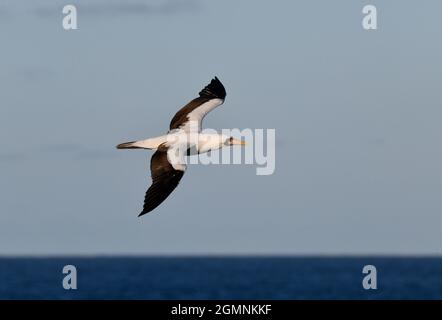 Booby mascherato - Sula dactylatra Foto Stock