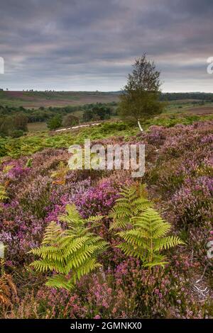 Felci, erica e nebbia al mattino presto a Rockford Common, New Forest. Foto Stock