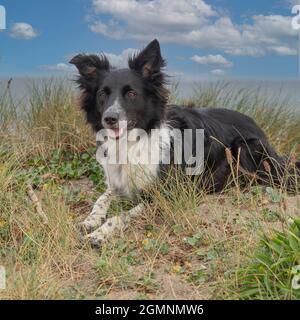 collie di confine adagiato su dune di sabbia in spiaggia Foto Stock