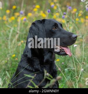 labrador nero in fiori Foto Stock