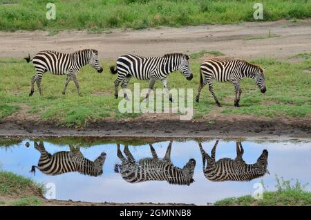Steppenzebra, pianure zebra, Zebra comune, Equus quagga, Spiegelung, Reflection, Ndutu, Serengeti, Tansania, Tanzania Foto Stock