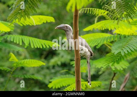 Hornbill grigio indiano sul ramo, Ocyceros birostris, Pune, Maharashtra, India Foto Stock