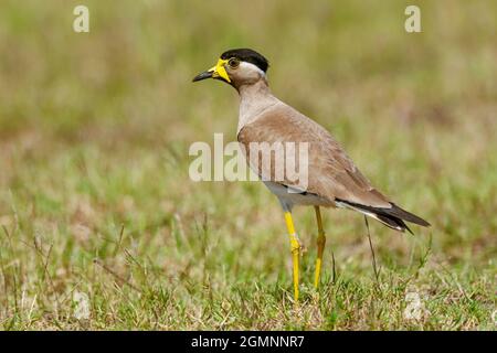 Lappata gialla, Vanellus malabaricus. Endemico del subcontinente indiano, Bhigwan, Maharashtra, India Foto Stock