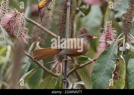 Rosticciante fronteggiato, Actinodura egertoni, Uccelli dell'Himalaya orientale, Lava, India Foto Stock