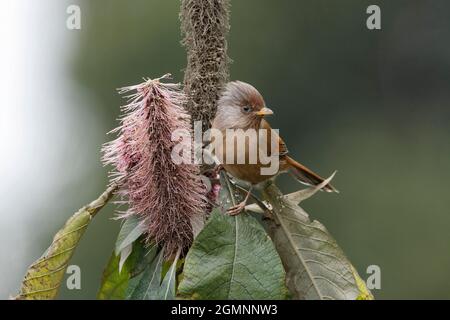 Rosticciante fronteggiato, Actinodura egertoni, Uccelli dell'Himalaya orientale, Lava, India Foto Stock